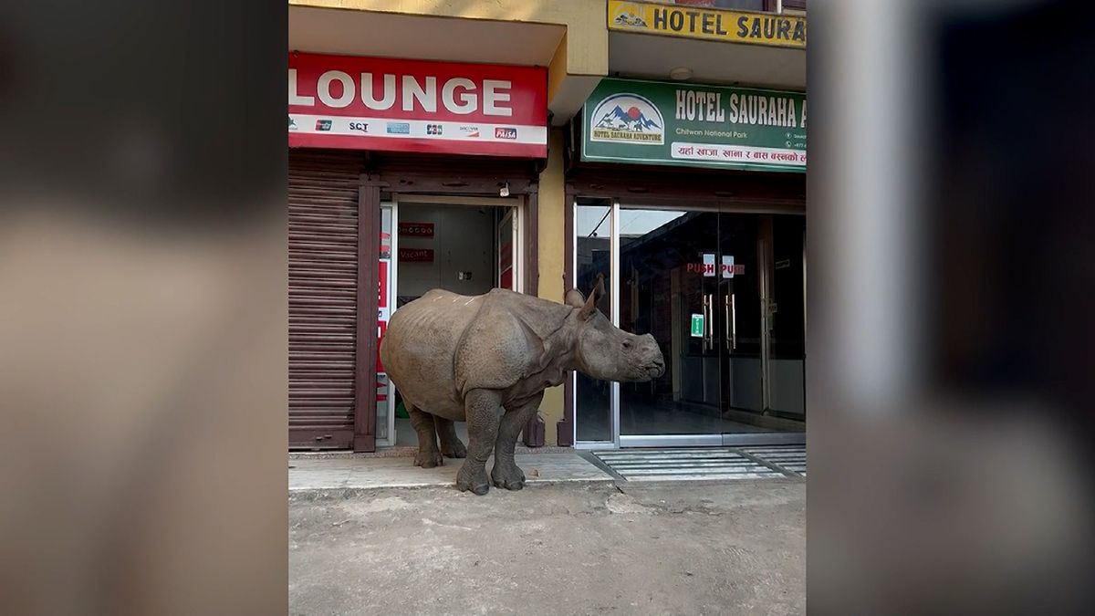 Turistu u bankomatu překvapili nosorožci